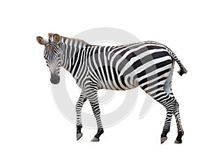 Zebra isolated