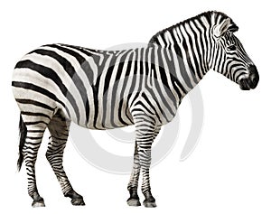 Zebra Isolated on a White Background