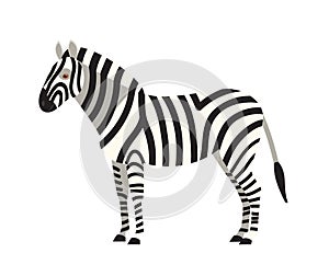 Zebra isolated on white background. Portrait of stunning wild herbivorous animal with stripy coat. Graceful exotic