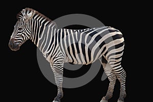 Zebra isolated