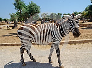 Zebra in Italy safari nimal, saf ari, wild, africa, grass mammal striped stripes