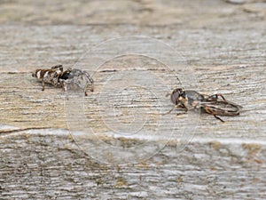 A Zebra Jumping Spider predating on a thick-legged hoverfly