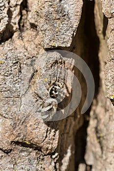 Zebra Jumping Spider - Salticus scenicus