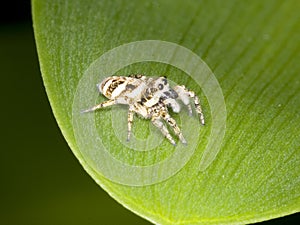 Zebra jumping spider Salticus scenicus on a leaf