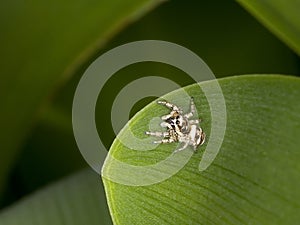 Zebra jumping spider Salticus scenicus on a leaf