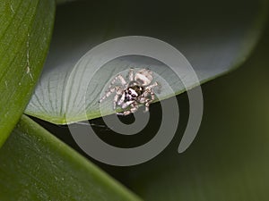 Zebra jumping spider Salticus scenicus on a leaf