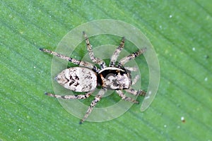 Zebra jumping spider Salticus scenicus on a leaf - macro