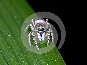 Zebra jumping spider Salticus scenicus on a leaf - macro