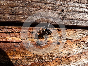 Zebra jumping spider (Salticus scenicus) with vivid black-and-white colouration photo