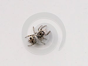 Zebra jumping spider Salticus scenicus on white background
