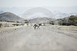 Zebra Kaokoland. Kunene Region. Namibia.