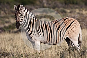 Zebra at Karoo National Park