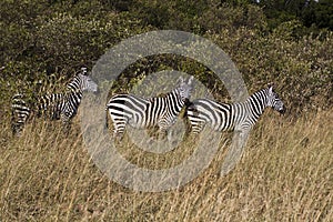 Zebra in Kenia