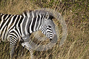 Zebra in Kenia