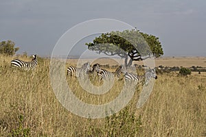 Zebra in Kenia