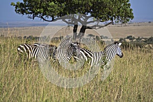Zebra in Kenia