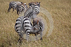 Zebra in Kenia