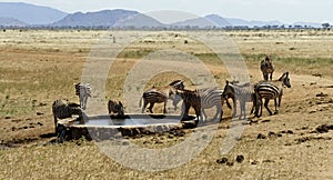 zebra in kenya