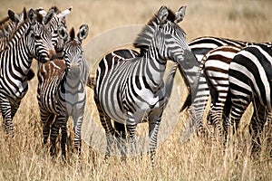 Zebra (Kenya)