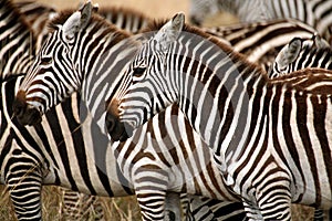 Zebra (Kenya)