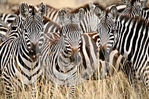 Zebra (Kenya)