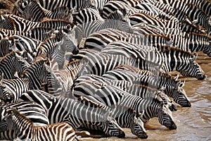 Zebra (Kenya)