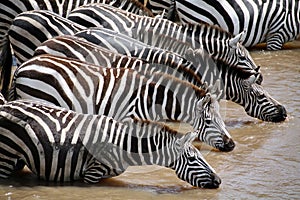 Zebra (Kenya)