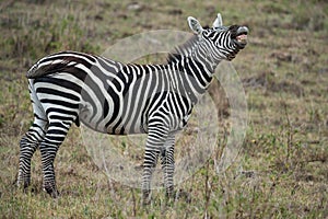 Natural wildlife in Africa, zebra in  Kenya