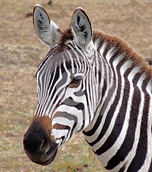 Zebra in Kenya's Masai Mara.