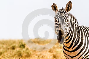 Zebra in Kenya's Tsavo Reserve