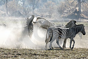 Zebra kicking another in dust.