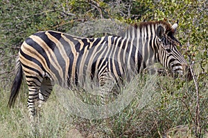 A zebra in the Kruger National Park