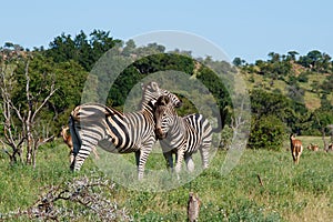 Zebra in Kruger National Park