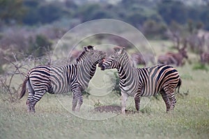 Zebra in Kruger National Park