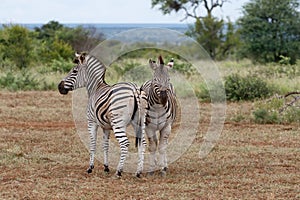 Zebra in Kruger National Park