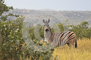 Zebra in Kruger National Park