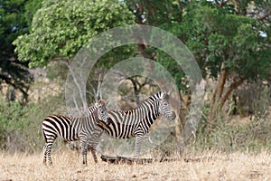 Zebra in Kruger National Park