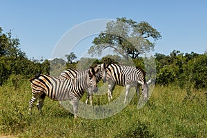 Zebra in Kruger National Park