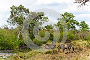 Zebra in Kruger National Park