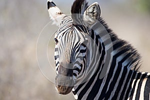 Zebra in Kruger National Park