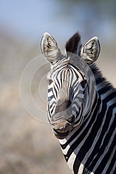 Zebra in Kruger National Park