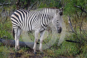 Kruger Zebra