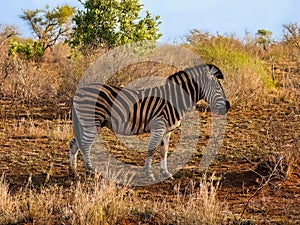 Zebra in Kruger National Park, South Africa.