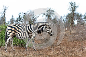 Zebra Kruger National Park, South Africa