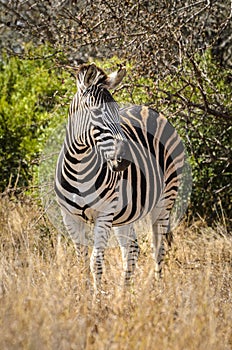 Zebra Kruger national Park, South Africa safari animals, wildlife photography