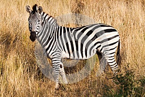 Zebra photo