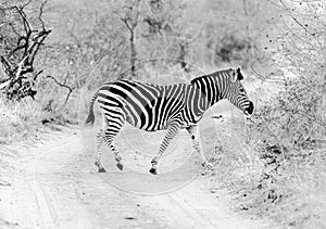 Zebra in Kruger Park South Africa