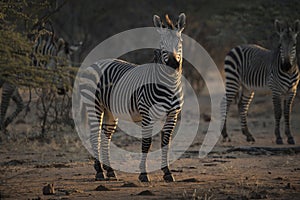 Zebra in the last light.