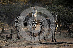 Zebra in the last light.