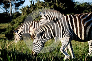 Zebra in late sun